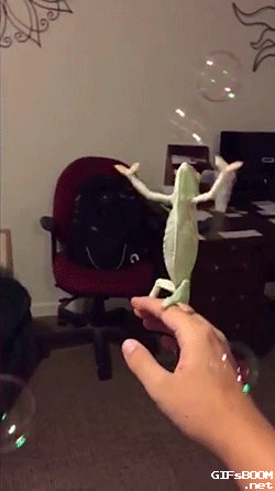 4.gif