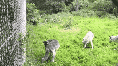 5.gif