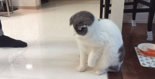 6.gif